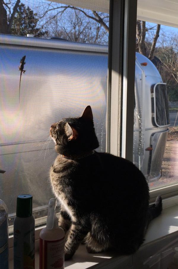 /Images/uploads/The Santa Fe New Mexican/santafepetcontest/entries/34033thumb.jpg
